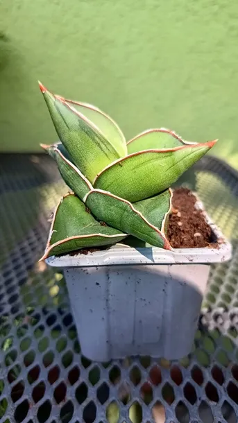 sansevieria-samurai-sadzonka-mini-waga-z-opakowaniem-1-kg