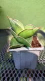 sansevieria-samurai-sadzonka-mini-waga-z-opakowaniem-1-kg