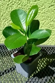 fikus-ficus-moclame-sadzonka