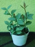 peperomia-tetragona-sadzonka