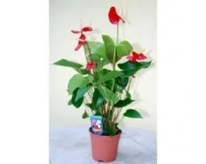 anthurium-anturium-czerwone