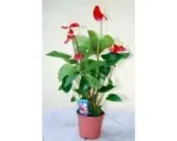 anthurium-anturium-czerwone