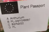 anthurium-anturium-czerwone-rodzaj-rosliny-rosliny-kwitnace