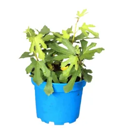 figowiec-pospolity-little-miss-figgy-ficus-carica-little-miss-figgy