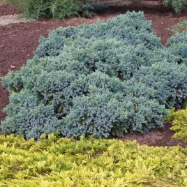 jalowiec-luskowaty-blue-carpet-niebieski-dywanowy-iglak-susza-sadzonka-p9