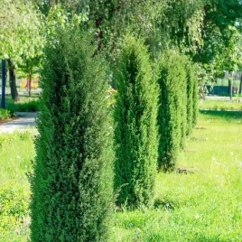 jalowiec-hibernica-krzew-kolumnowy-odporny-na-mroz-i-susze-sadzonka-p9