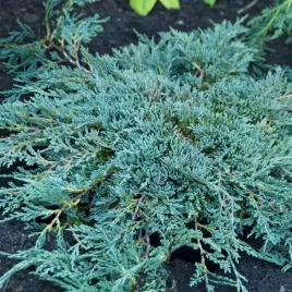 jalowiec-luskowaty-blue-carpet-niebieski-dywanowy-iglak-susza-sadzonka-p9