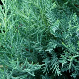 jalowiec-posredni-pfitzeriana-glauca-niebieski-iglak-susza-sadzonka-p9