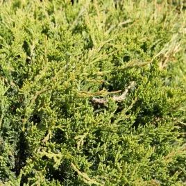 jalowiec-plozacy-golden-carpet-zolty-dywanowy-iglak-susza-sadzonka-p9