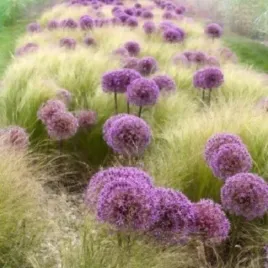 stipa-ostnica-pony-tails-konski-ogon-wieloletnia-trawa-duza-sadzonka-2l