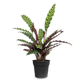calathea-rufibarba-d12