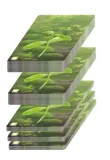 lesne-rozdanie-rebel-czas-rozgrywki-do-1-godziny