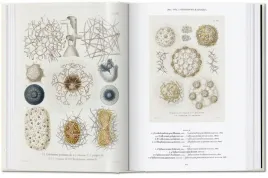 the-art-and-science-of-ernst-haeckel-julia-voss-rainer-willmann