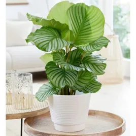 calathea-orbifolia-d12