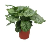 calathea-orbifolia-d12