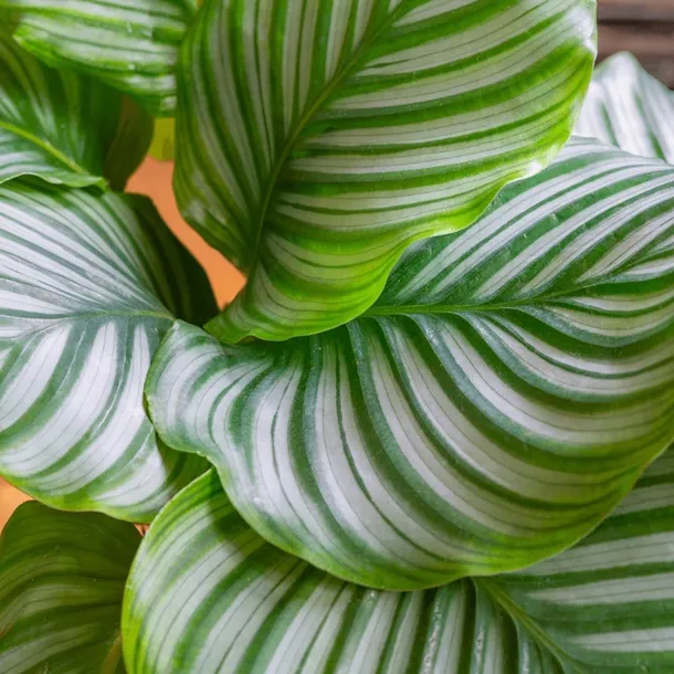 calathea-orbifolia-d12