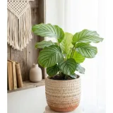 calathea-orbifolia-d12