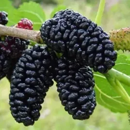 morwa-czarna-sadzonka-lecznicza-na-nalewki-duza-morus-nigra-latwa-w-urawie