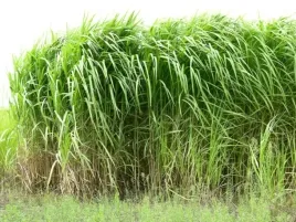 miskant-olbrzymi-giganteus-sadzonka-trawa-ozdobna-piekna-do-ogrodu