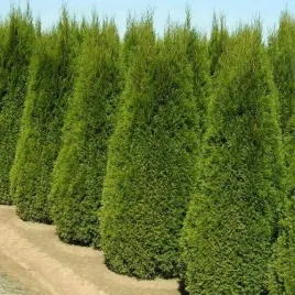 tuja-szmaragd-thuja-smaragd-gesty-stozek-w-donicy-w-doniczce-do-ogrodu