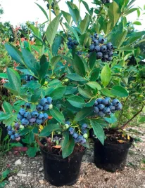 borowka-amerykanska-early-blue-najwczesniejsza-earlyblue-wczesna-slodka