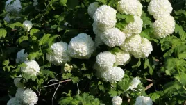 kalina-koralowa-sadzonka-piekne-kwiaty-w-doniczce-biale-duze-kwiaty
