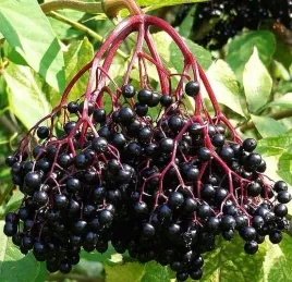 czarny-bez-sampo-bomba-witaminsok-pyszne-zdrowe-owoce-piekna-ozodba-ogrodu
