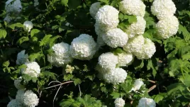 kalina-koralowa-sadzonka-piekne-kwiaty-w-doniczce-biale-duze-kwiaty