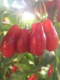 deren-jadalny-kotula-odmiana-sadzonka-doniczka-szczepiona-aromatyczne-owoce
