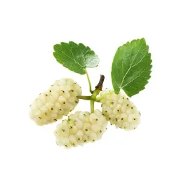 morwa-biala-dla-diabetykow-cukrzyca-duza-sadzonka-w-doniczce-zdrowe-owoce