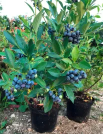 borowka-amerykanska-early-blue-najwczesniejsza-earlyblue-slodka