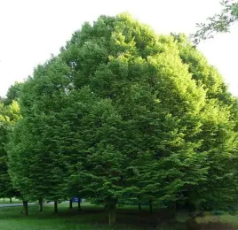 grab-pospolity-sadzonka-na-zywoplot-carpinus-betulus-szybko-rosnace-drzewo