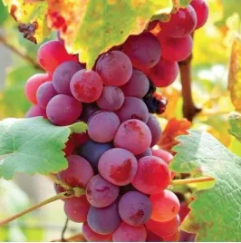 winogrono-rozowe-na-wino-swenson-red-winorosl-sadzonka-w-doniczce