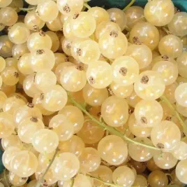 porzeczka-biala-wersalska-slodkie-owoce-odporna-obficie-co-roku-owocuje