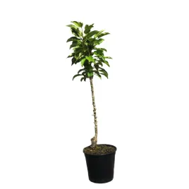 jablon-domowa-kolumnowa-lambada-malus-domestica-lambada