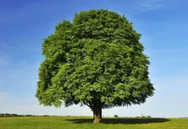 buk-zwyczajny-pospolity-sadzonka-piekne-drzewo-zywoplot-fagus-sylvatica