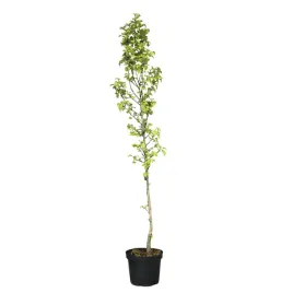glog-jednoszyjkowy-stricta-crataegus-monogyna-stricta