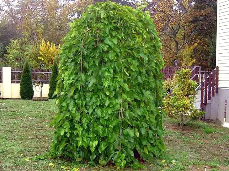 morwa-biala-pendula-c10