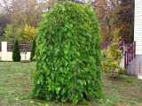 morwa-biala-pendula-c10