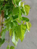 morwa-biala-pendula-c10-stan-nowy