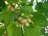 morwa-biala-pendula-c10-rodzaj-rosliny-inny-stan-nowy