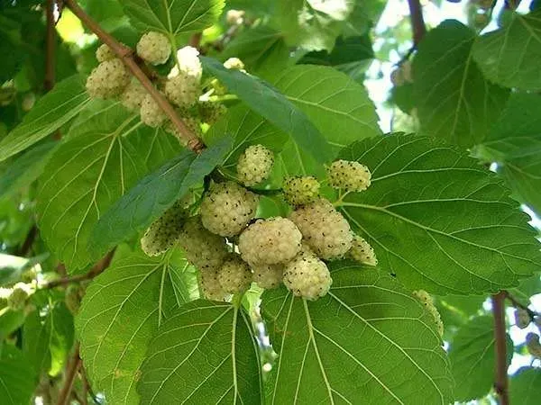morwa-biala-pendula-c10
