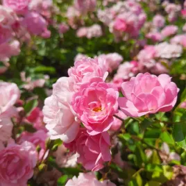 roza-miniaturowa-pink-niska-na-balkon-i-taras-sadzonka-p9