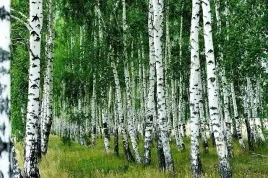 sadzonka-brzoza-zwyczajna-w-donicy-brodawkowata-duze-drzewo-betula-pendula