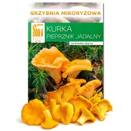 grzybnia-kurka-pieprznik-jadalny-or-wlasna-hodowla-kurek-grzyby-w-ogrodzie