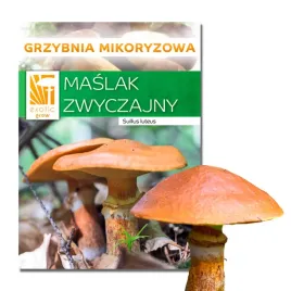 maslak-zwyczajny-hodowla-w-ogrodzie-zywa-grzybnia-uprawa-maslaka