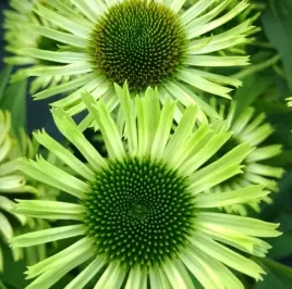 jezowka-green-jewel-echinacea-kwitnie-cale-lato-pojemnik-c15