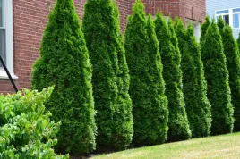 tuja-szmaragd-thuja-smaragd-gesty-stozek-w-donicy-do-ogrodu