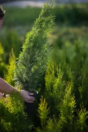 tuja-szmaragd-thuja-smaragd-gesty-stozek-w-donicy-sadzonka