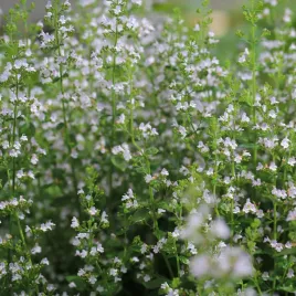 kalaminta-marvelette-white-biala-miododajna-zapach-do-ogrodu-sadzonka-p9